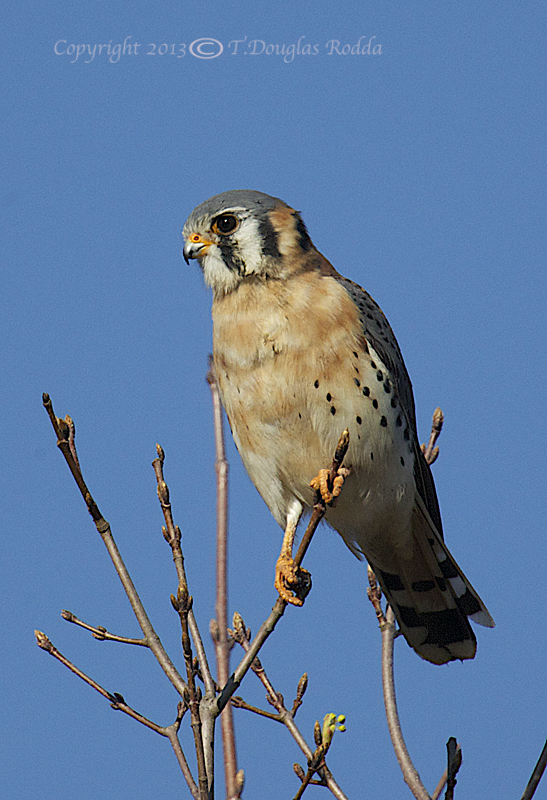 KESTREL